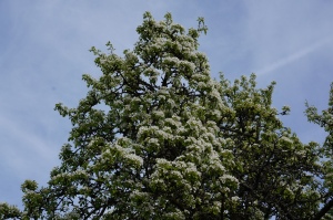 Päronträdet i full blom